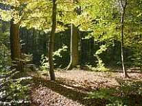 Herbstbild