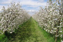 Blühende Apfelbaumanlage