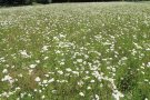 Feld mit weißblühender Schafgarbe 