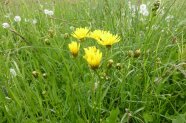 Gelbe Blühpflanzen in Grasvegetation