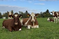 Milchvieh auf der Weide