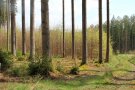 Mehrschichtiger Waldbestand