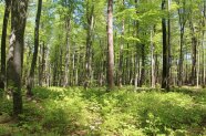 Buchen-Naturverjüngung bei Reichertshofen