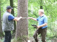 Zwei Männer vermessen mit einem Metermaß einen Baum