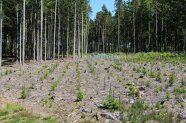 Wiederaufforstung mit verschiedenen Baumarten