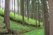 Buchen-Vorbau unter Fichtenaltholz