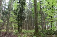 Naturverjüngung aus Buche, Tanne und Fichte unter Altbestand