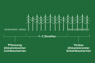 Grafik zeigt wie bei einem Saumschlag auf der Freifläche Lichtbaumarten und im Bestand mit Schattbaumarten bepflanzt wird.