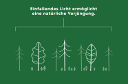 Grafik zeigt wie in den Lücken zwischen den das Gerüst bildenden Bäumen Naturverjüngung aufwächst.