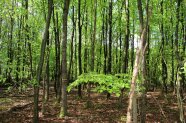 Stieleichenbestand nach Auslesedurchforstung