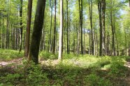 Rotbuchen-Mischbestand bei Reichertshofen mit üppiger Naturverjüngung aus Buche