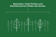 Grafik zeigt wie besonders vitale Fichten und Mischbaumarten das Gerüst des Waldes bilden.