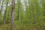 Rotbuchen-Mischbestand mit üppiger Naturverjüngung