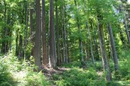 Blick in einen älteren Douglasienbestand