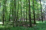Blick in einen Douglasienbestand mit grünem Waldboden