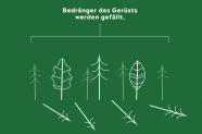 Grafik zeigt welche Bedränger um die Bäume, die das stabile Gerüst des Waldes bilden entnommen werden.