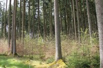 Rotbuchen-Naturverjüngung unter Fichten-Altbestand