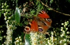 Bunter Schmetterling