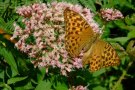 Schmetterling vor Blütendolde