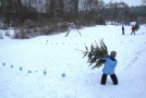 Schüler beim Christbaumweitwurf