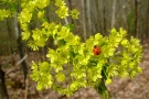 Käfer auf gelber Blüte