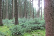Fichtenwald mit Naturverjüngung