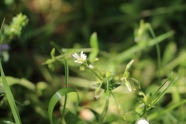 Waldpflanzen und Wildkräuter