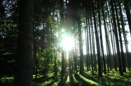 Wald mit Sonne