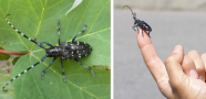 Zwei Fotos: Links sitzt ein schwarzer Käfer mit weißen Punkten und langen Antennen auf einem Blatt. Rechts sitzt die selbe Käferart auf einem ausgestreckten Zeigefinger.