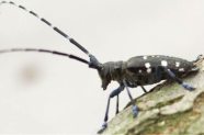 Schwarzer Käfer mit weißen Punkten und langen Antennen. 