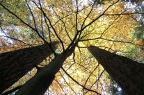Blick von unten in buntgefärbte Baumkronen
