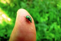 Finger mit grünem Käfer