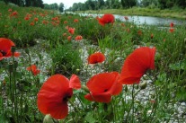 Mohnblumen an der Wertach