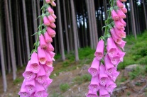 Rosafarbene Blume mit kelchförmig angeordneten Blütenblättern