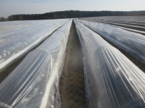 Spargelfeld mit Folientunnel