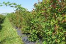 Lange Reihe Brombeeren mit Früchten 