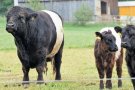 Belted Galloway mit Kalb auf der Weide