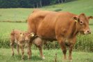Limousinkuh mit Kalb auf der Weide 