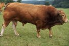 stattlicher Limousinbulle auf der Weide