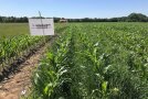 Maisfeld bei dem Gras zwischen den Reihen wächst