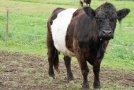 Kalb von Belted Galloway auf der Weide