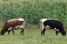 schwarze und rote Pinzgauer Kühe auf der Weide grasend