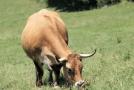 Aubrac-Kuh auf der Weide  
