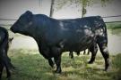 Welsh Blackbulle auf der Weide 