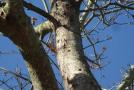 Befallener Ahornbaum