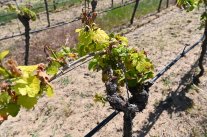 Vertrocknete Weinblätter an einem Rebstock