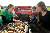 Zwei Jugendliche und eine Bäuerin beurteilen Kartoffeln in einem Roder 